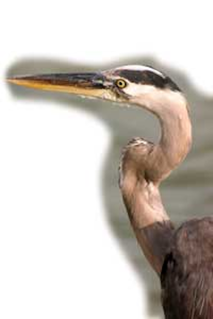 Heron Florida Dreamstime 1301ww