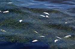 Sw1507 20 300x197 Sw1507 20 300x197