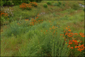 Bmpfundamentals Session1 300x200