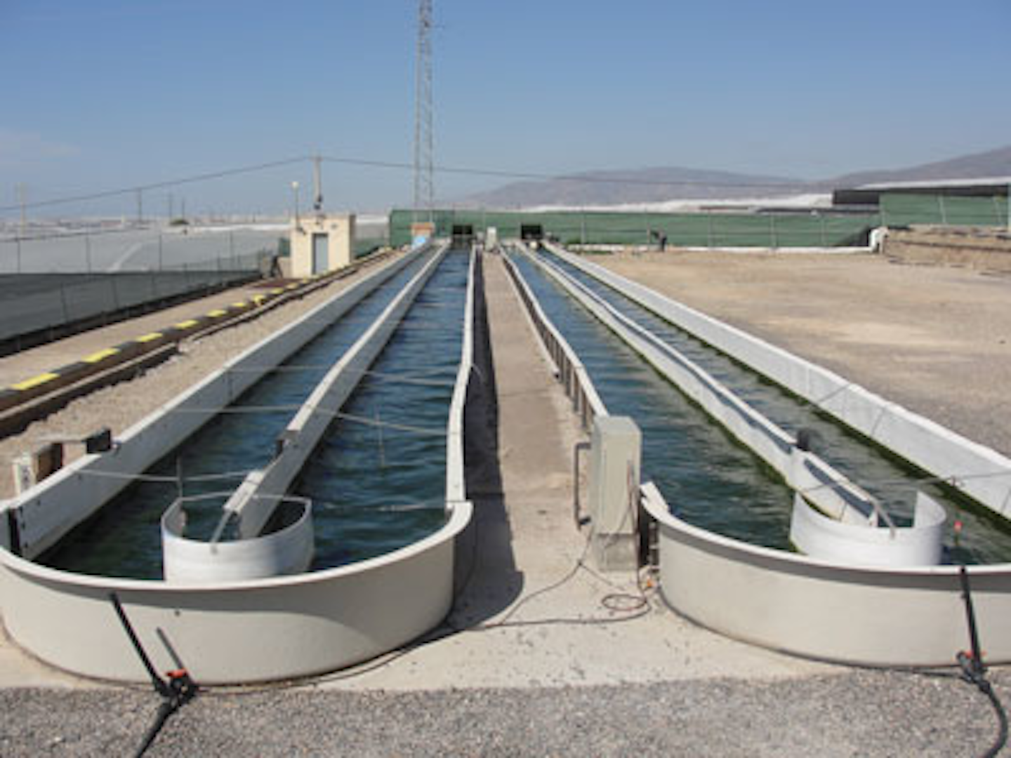 First algae harvest at wastewater biofuel Allgas project in Spain WaterWorld