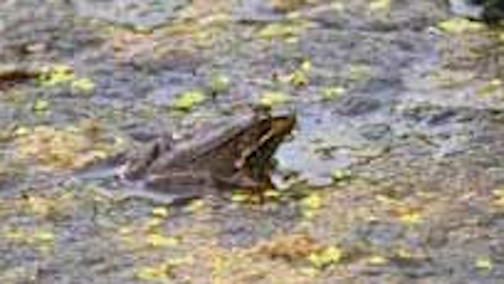 Apex Murkypond 1309ww