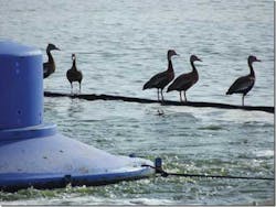 Biosolids F5 1402ww Biosolids F5 1402ww