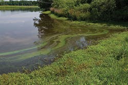 Blooms Algal Bloom Sassafras River Usepa Blooms Algal Bloom Sassafras River Usepa