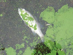 Blooms Cyanobacteria 18 Usgs Blooms Cyanobacteria 18 Usgs