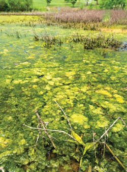 Blooms Harmful Algal Bloom Usepa