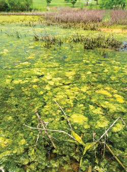 Blooms Harmful Algal Bloom Usepa Blooms Harmful Algal Bloom Usepa