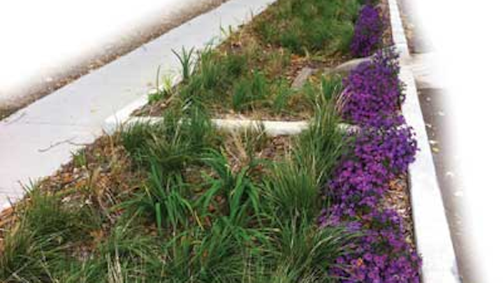 Kc Purple Green Plants 1304ww
