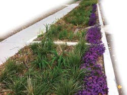 Kc Purple Green Plants 1304ww Kc Purple Green Plants 1304ww