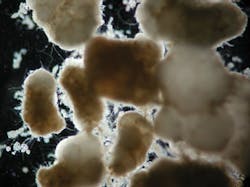 Nereda Aerobic Granules Co Nereda Aerobic Granules Co