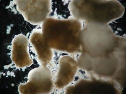 Nereda Aerobic Granules Ph Nereda Aerobic Granules Ph