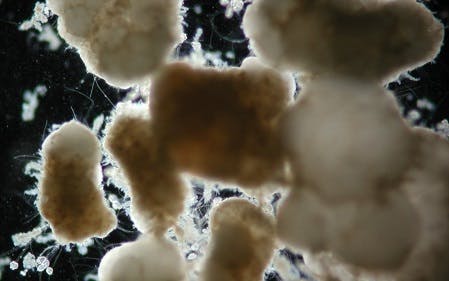 Nereda Aerobic Granules Photo 1 Web