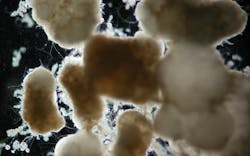 Nereda Aerobic Granules Photo 1 Web Nereda Aerobic Granules Photo 1 Web