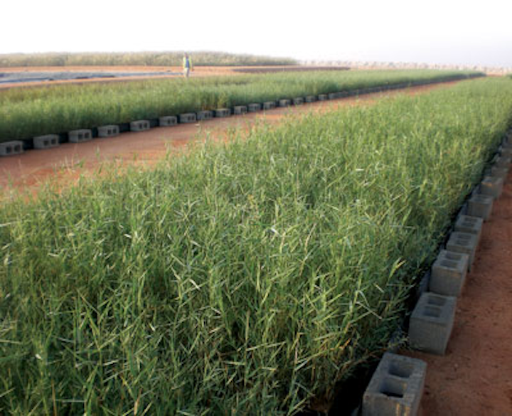 News Oman Reed Bed