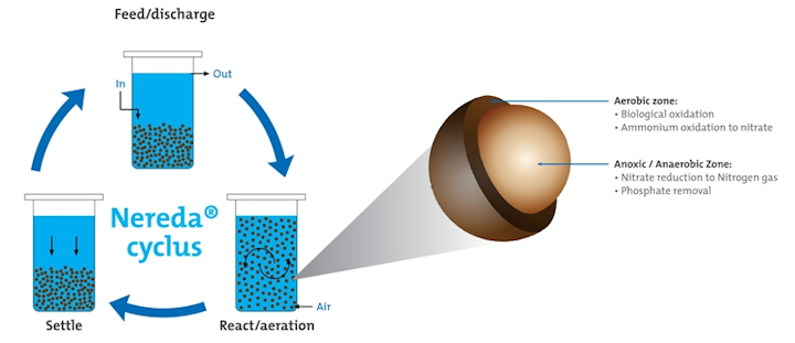 Principle Nereda Cycle 2