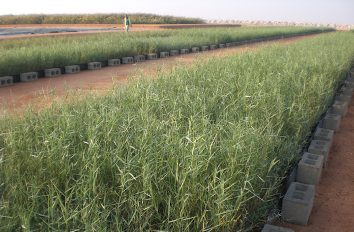 Reed Beds