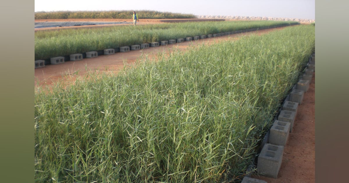 Reed Bed Installations | WaterWorld