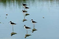 Th 0604membrane01 Th 0604membrane01