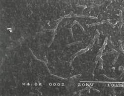 Th 0612wwireverse01 Th 0612wwireverse01