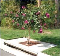 Th 0712product25 Th 0712product25