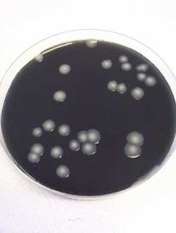 Th 0805wwigreater03 Th 0805wwigreater03