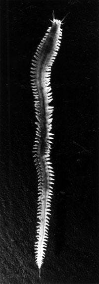 Th 1105wwiworm 4 Th 1105wwiworm 4