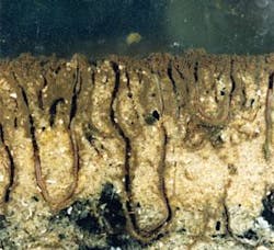 Th 1105wwiworms 2 Th 1105wwiworms 2