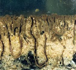 Th 1105wwiworms 2 Th 1105wwiworms 2