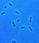 Th Ecolipic Th Ecolipic