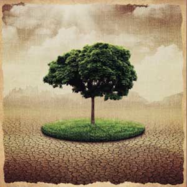 Tree 1311ww