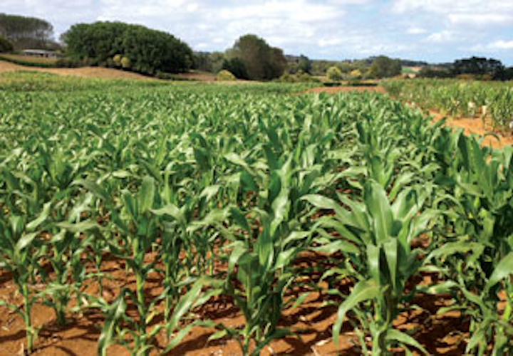 Us Water Cor Non Sorbital Photo Corn Field1