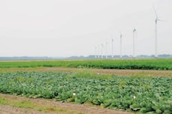 Vitens Field Vitens Field