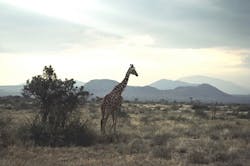 Content Dam Ww Online Articles 2016 02 Africa Content Dam Ww Online Articles 2016 02 Africa