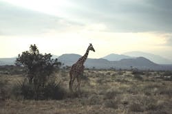 Content Dam Ww Online Articles 2016 02 Africa Content Dam Ww Online Articles 2016 02 Africa