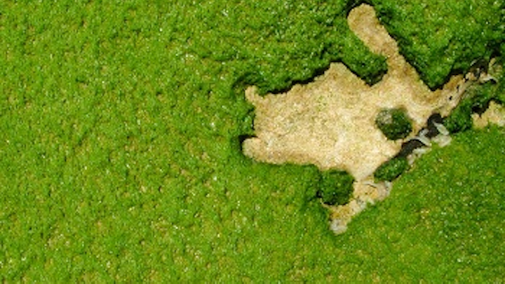 Content Dam Ww Online Articles 2016 02 Seaweed