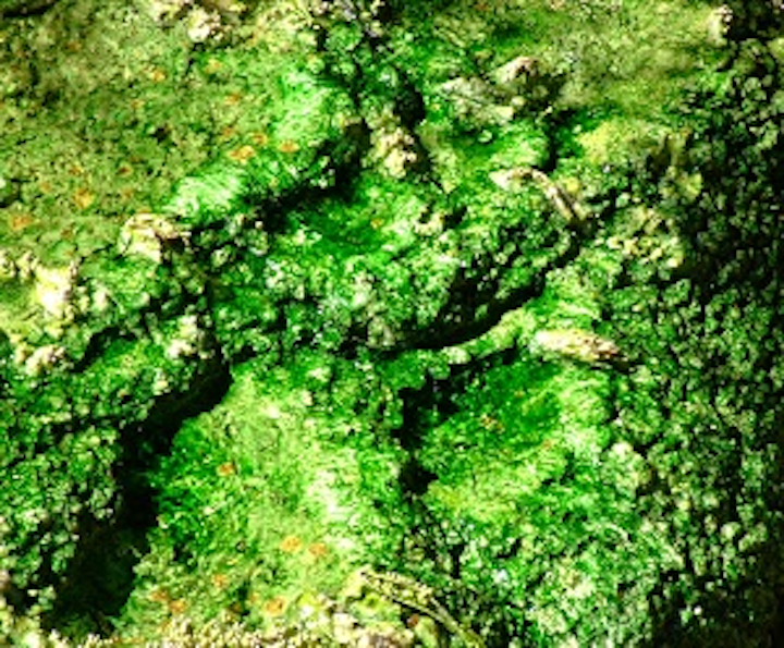Content Dam Ww Online Articles 2016 03 Algae