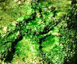 Content Dam Ww Online Articles 2016 03 Algae Content Dam Ww Online Articles 2016 03 Algae