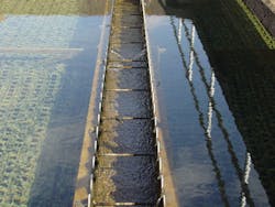 Cs Algae Severe Algae Growth Resulted In Taste And Odor Issues Cs Algae Severe Algae Growth Resulted In Taste And Odor Issues