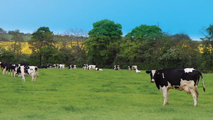 Dairy Bkg