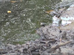 Content Dam Ww Online Articles 2016 05 Wvn Ww Newscast 20160516 Story4 El Salvador Molasses Spill Credit Associated Press 200x150 Content Dam Ww Online Articles 2016 05 Wvn Ww Newscast 20160516 Story4 El Salvador Molasses Spill Credit Associated Press 200x150