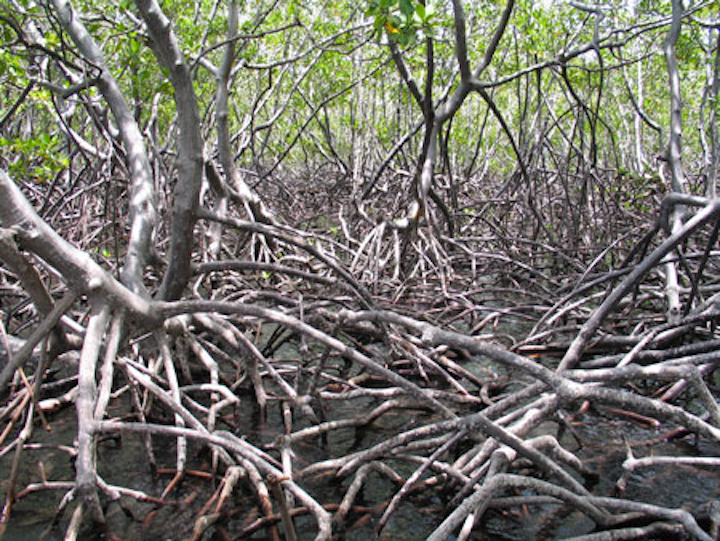 Content Dam Wwi Volume 31 Issue 3 Mangrove Plant