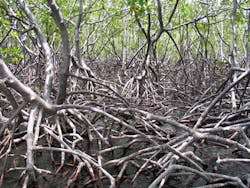 Content Dam Wwi Volume 31 Issue 3 Mangrove Plant Content Dam Wwi Volume 31 Issue 3 Mangrove Plant