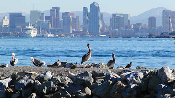 Content Dam Ww Online Articles 2016 06 San Diego Pelicans Birds City Skyline Water