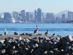 Content Dam Ww Online Articles 2016 06 San Diego Pelicans Birds City Skyline Water Content Dam Ww Online Articles 2016 06 San Diego Pelicans Birds City Skyline Water