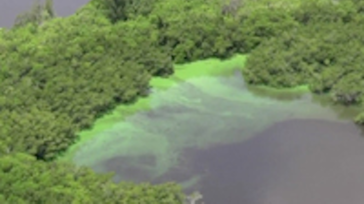 Content Dam Ww Online Articles 2016 07 Ww Newscast 20160705 Florida Algae Bloom2 Credit Associated Press 200x150