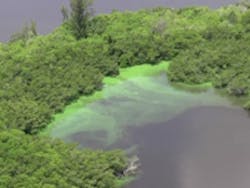 Content Dam Ww Online Articles 2016 07 Ww Newscast 20160705 Florida Algae Bloom2 Credit Associated Press 200x150 Content Dam Ww Online Articles 2016 07 Ww Newscast 20160705 Florida Algae Bloom2 Credit Associated Press 200x150