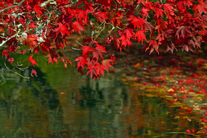 Content Dam Ww Online Articles 2016 08 Autumn Leaves 1360085258ntj