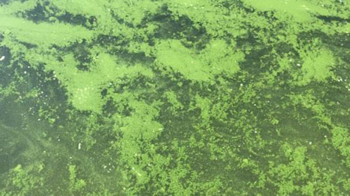 Content Dam Ww Online Articles 2016 08 Pr8416 Sanluis Algae