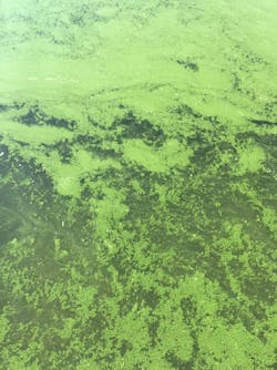 Content Dam Ww Online Articles 2016 08 Pr8416 Sanluis Algae Content Dam Ww Online Articles 2016 08 Pr8416 Sanluis Algae