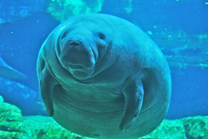 Content Dam Ww Online Articles 2016 12 Manatee At Sea World Orlando Mar 10