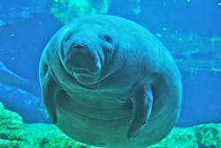 Content Dam Ww Online Articles 2016 12 Manatee At Sea World Orlando Mar 10 Content Dam Ww Online Articles 2016 12 Manatee At Sea World Orlando Mar 10